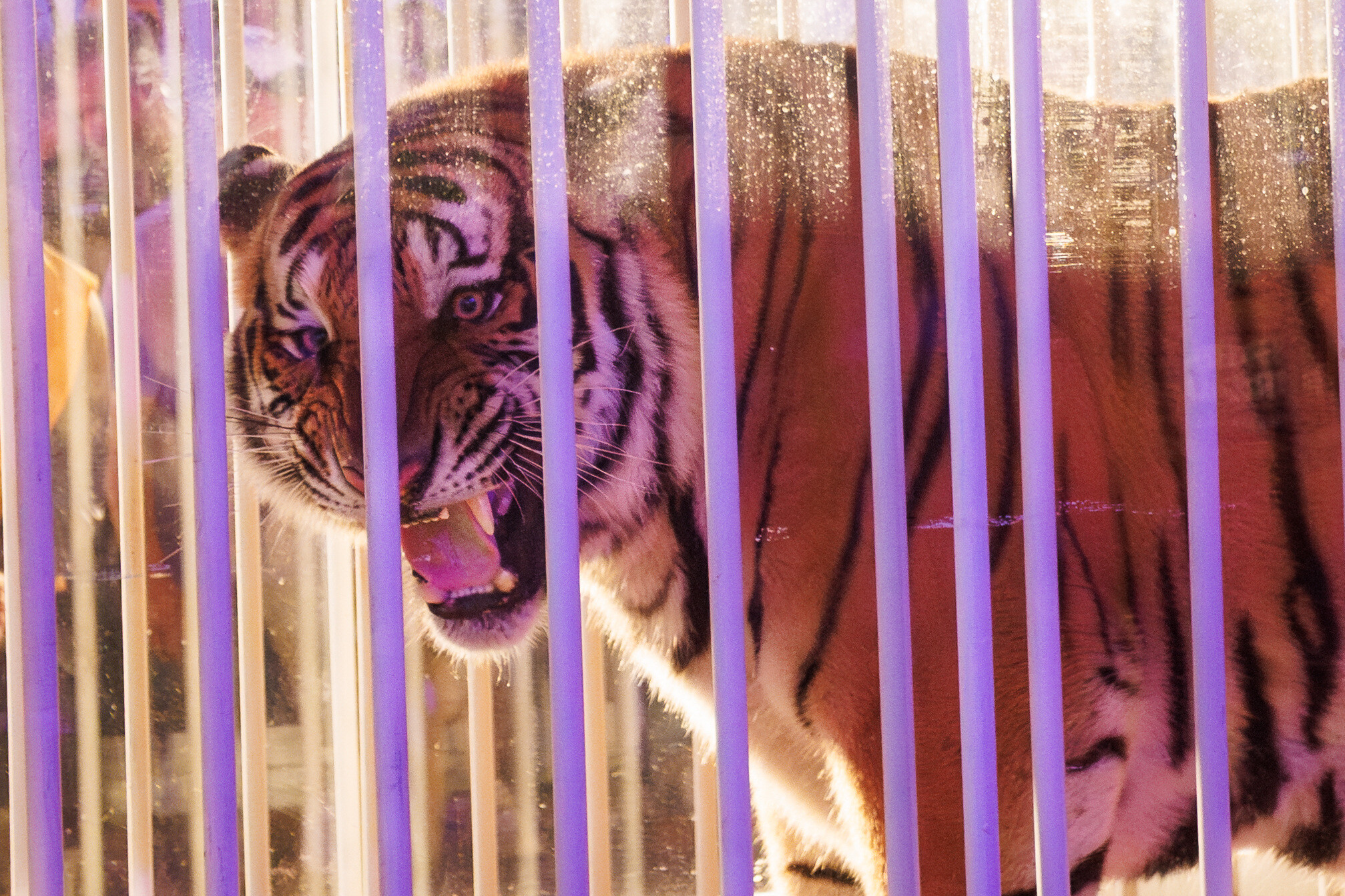 live tiger at LSU game USA Today Sports