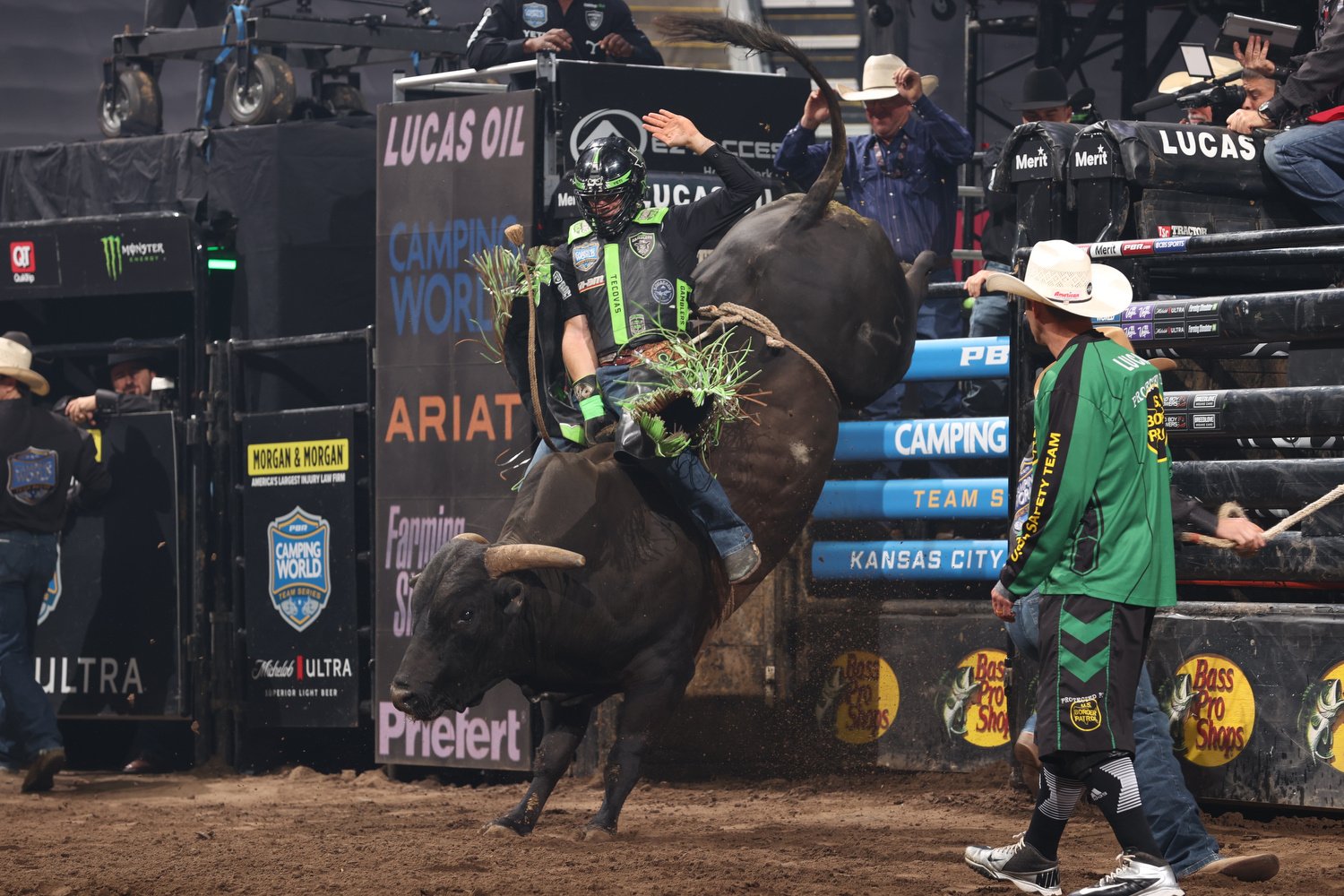 PBR Bull Stock Media