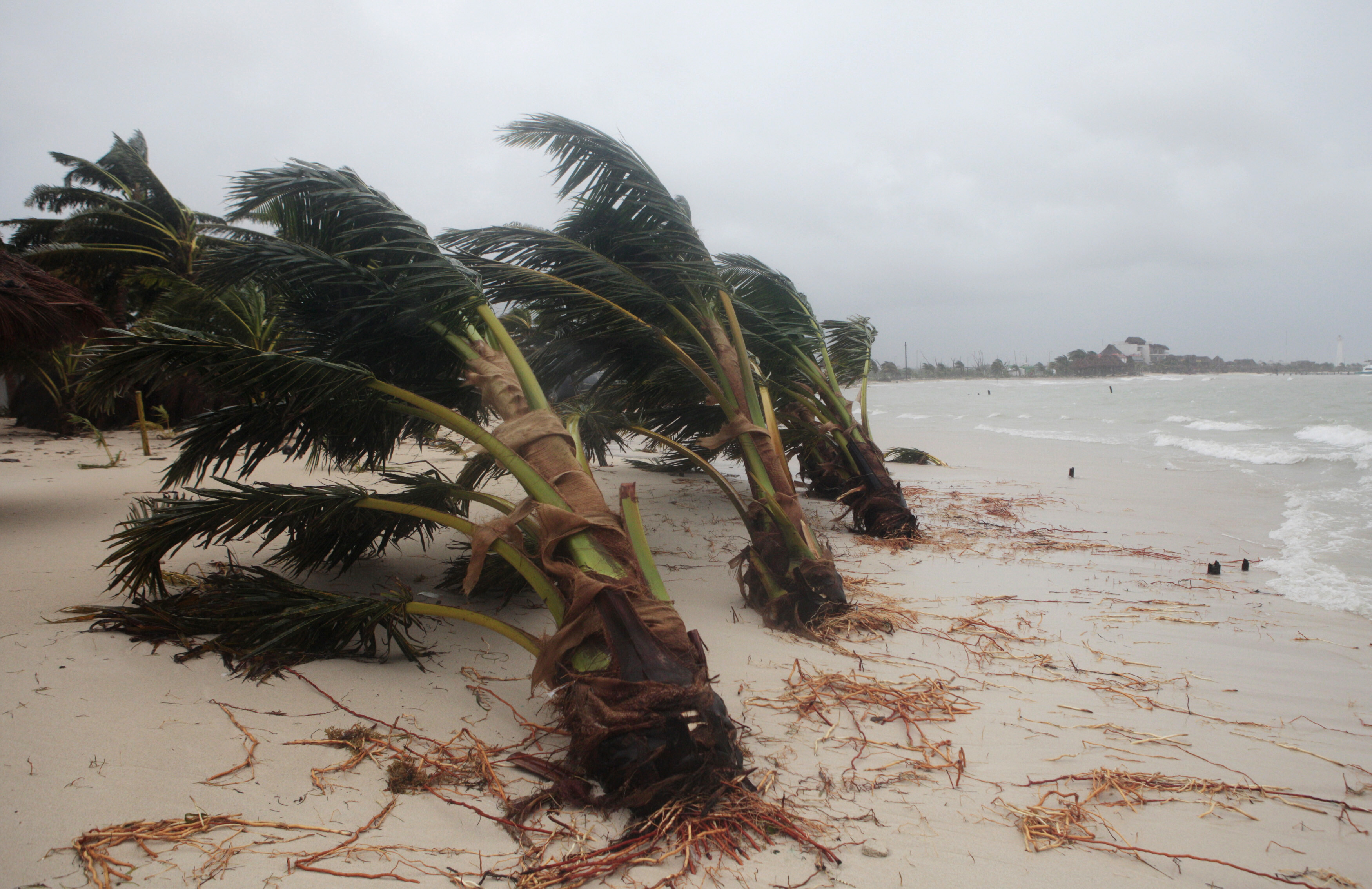 Palm trees knocked down by Hurricane Ernesto are seen in Mahahual, in the Mexican state of Quintana Roo, August 8, 2012. Tropical storm Ernesto weakened on Wednesday as it dumped heavy rains over Mexico's southern Yucatan peninsula and headed toward the Gulf of Mexico, where it was expected to regain some strength, but hurricane warnings were called off. REUTERS/Victor Ruiz (