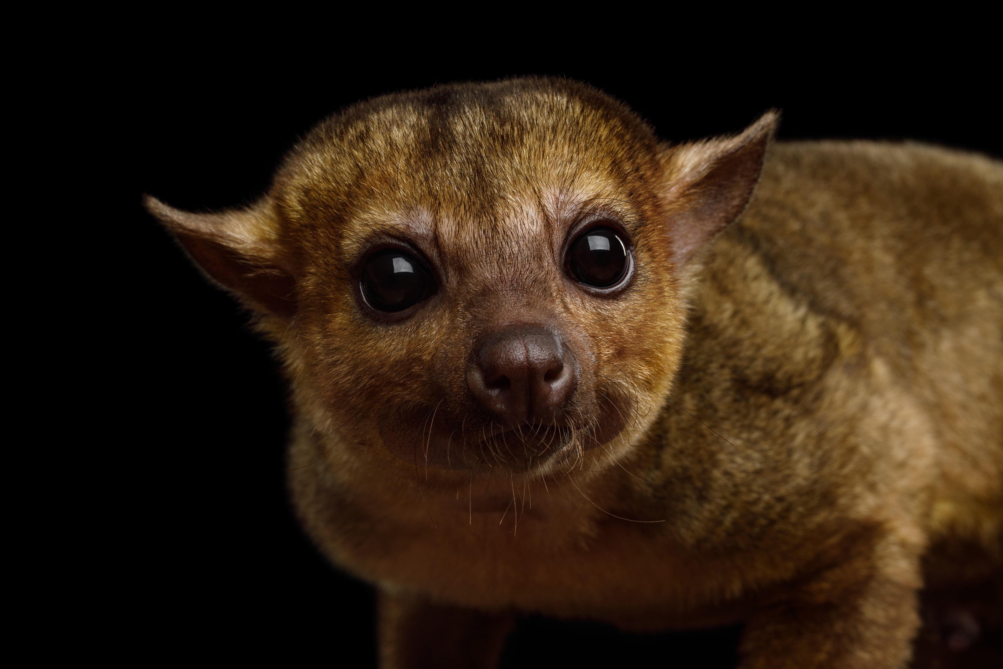 Why did the kinkajou cross the road? And what's a kinkajou, anyway?