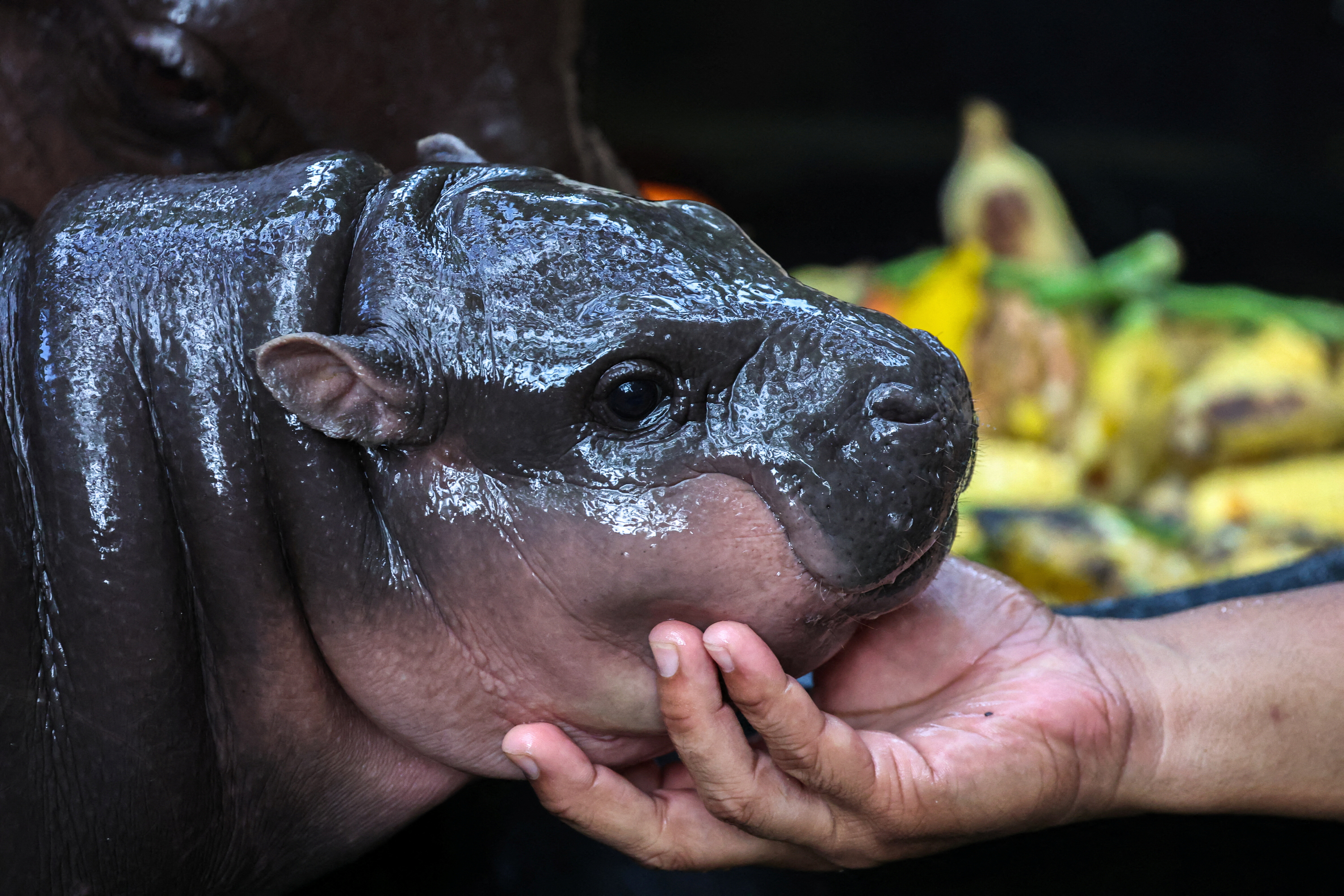 A two-month-old female pygmy hippo named 