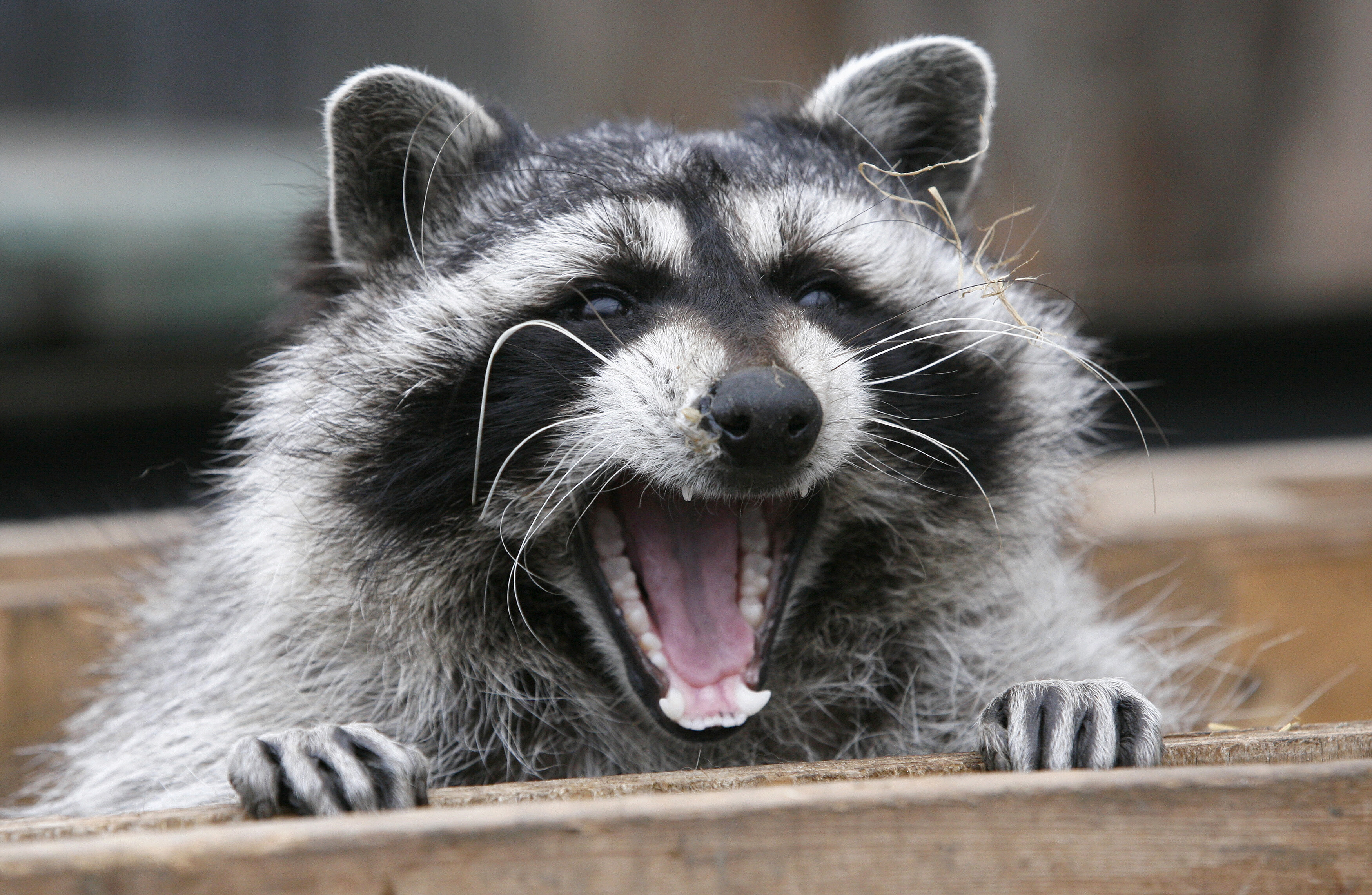 Masha, a female raccoon, yawns in her wooden refuge inside an open-air cage where she hibernates at the Royev Ruchey zoo in Krasnoyarsk, November 20, 2013. Many animals in the zoo are having difficulties hibernating due to unusually warm temperatures, employees of the zoo said. REUTERS/Ilya Naymushin