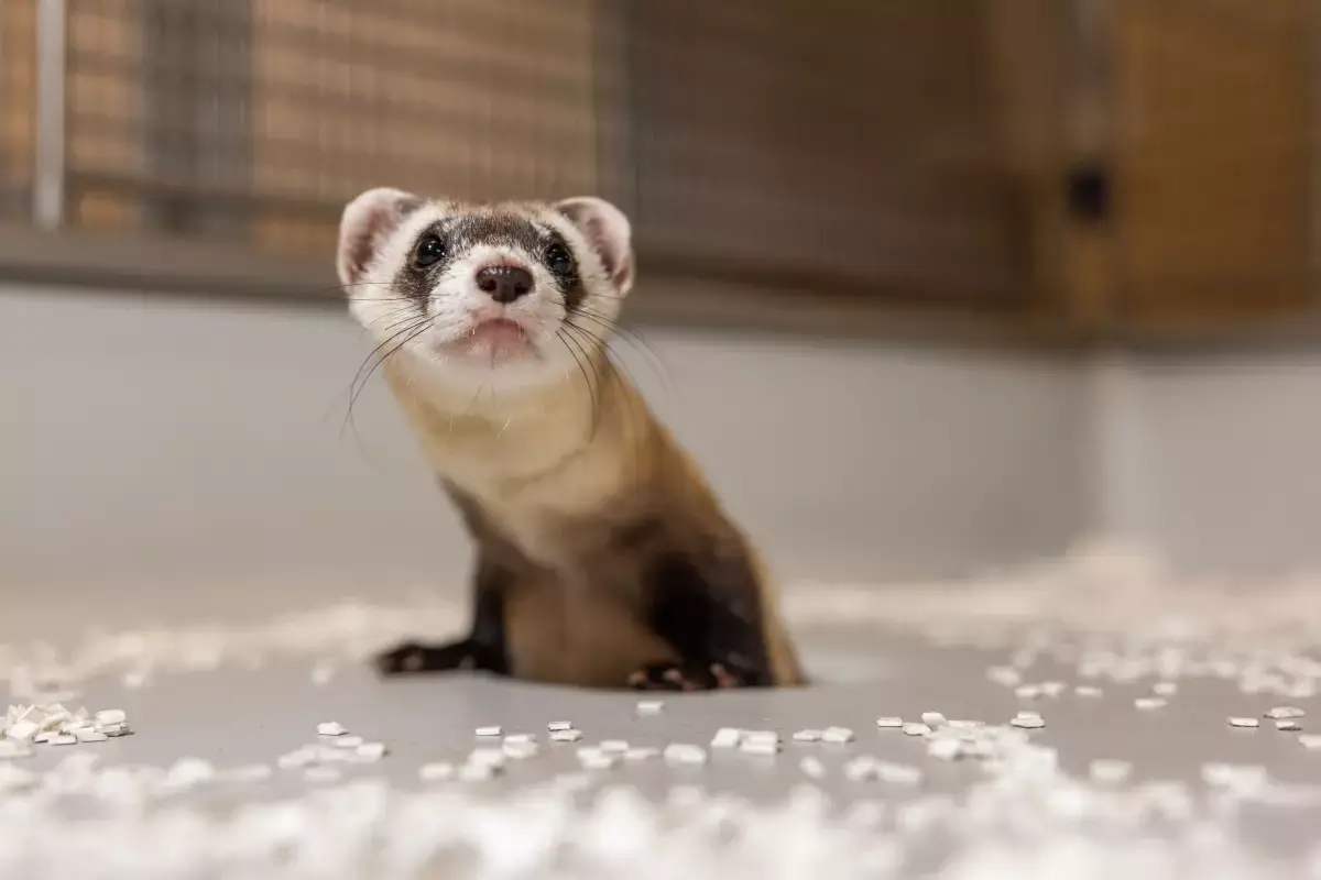 Antonia, the black-footed ferret clone. (credit: SMITHSONIAN CONSERVATION BIOLOGY INSTITUTE)