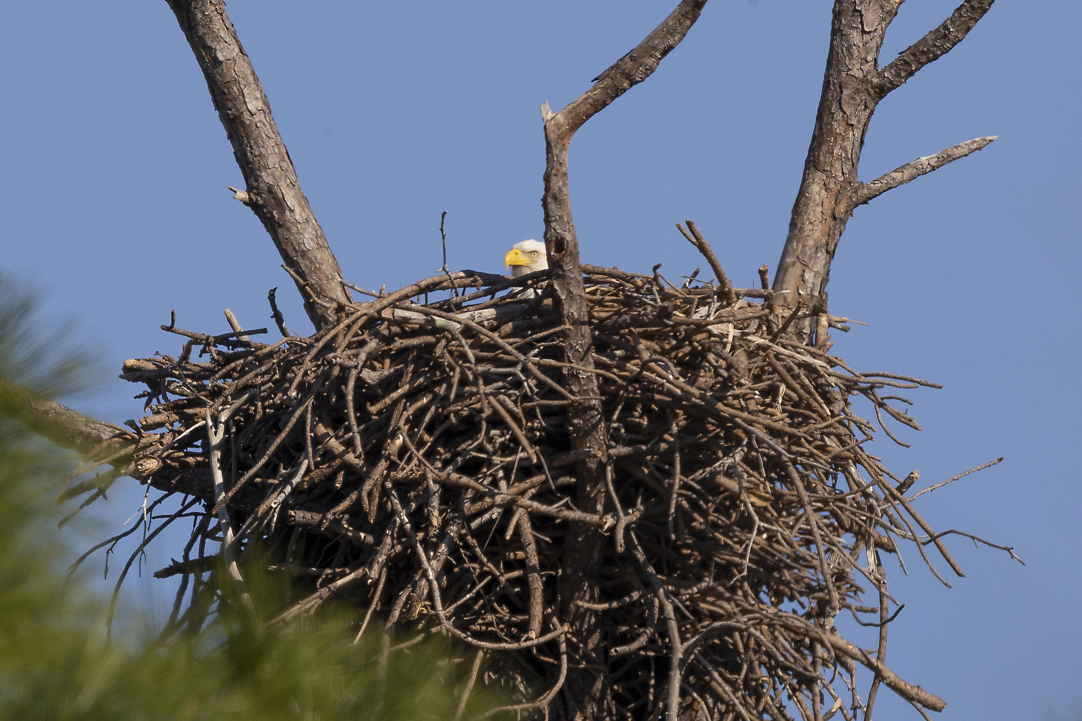 'Nothing is promised,' bald eagles ‘Nick’ and ‘Nora’ left searching for their eaglets